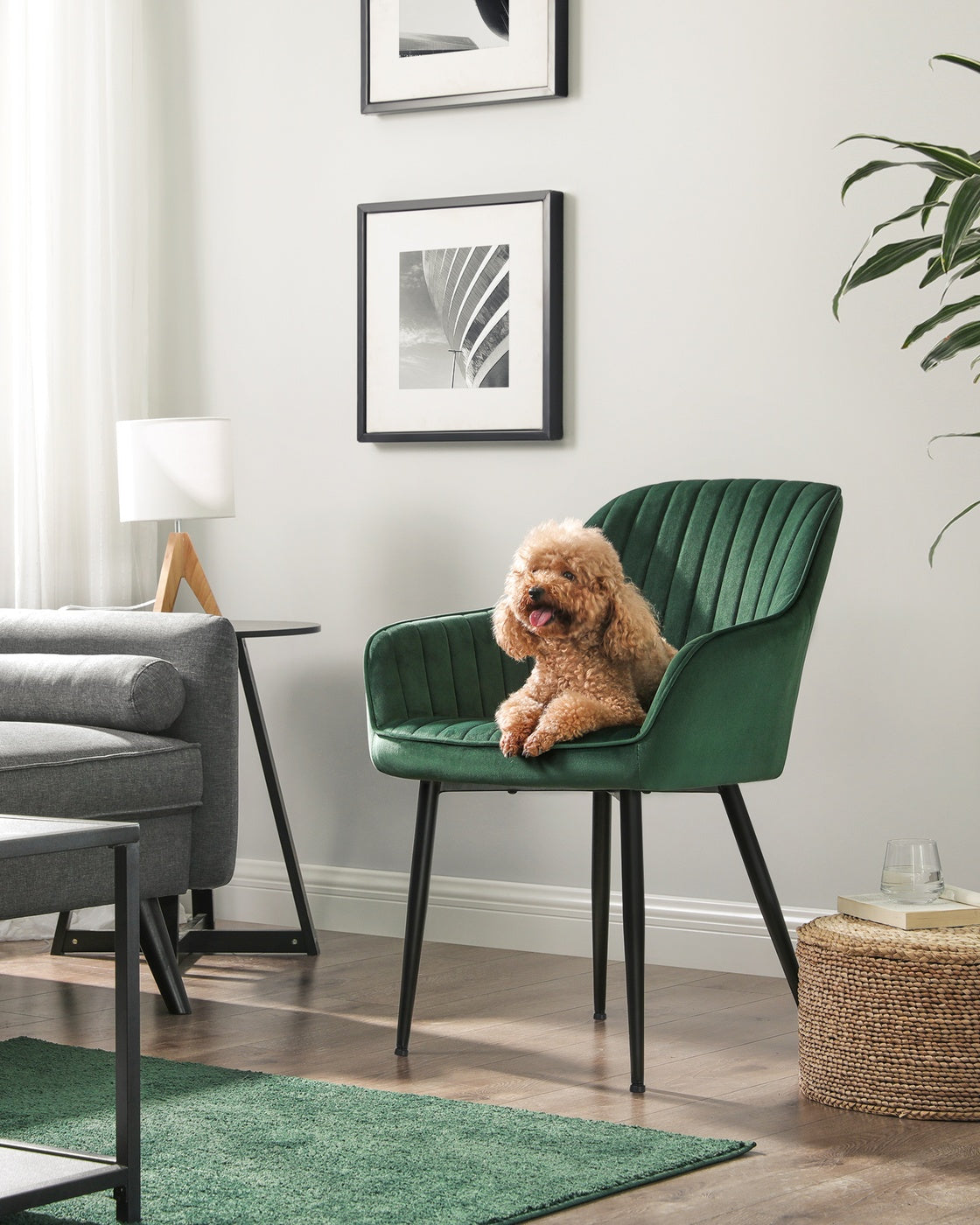 Dining Chair - Velvet - Grey - Upholstered with Armrests