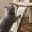 Cat Tree - 96 cm Tall - Plywood - Walnut Color - Engaging Play Areas