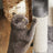 Cat Activity Centre - Particle Board - Light Grey - With Hammock and Multiple Levels