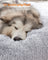 Dog Bed - Soft Surface, 140 cm - Grey Ombré - Plush