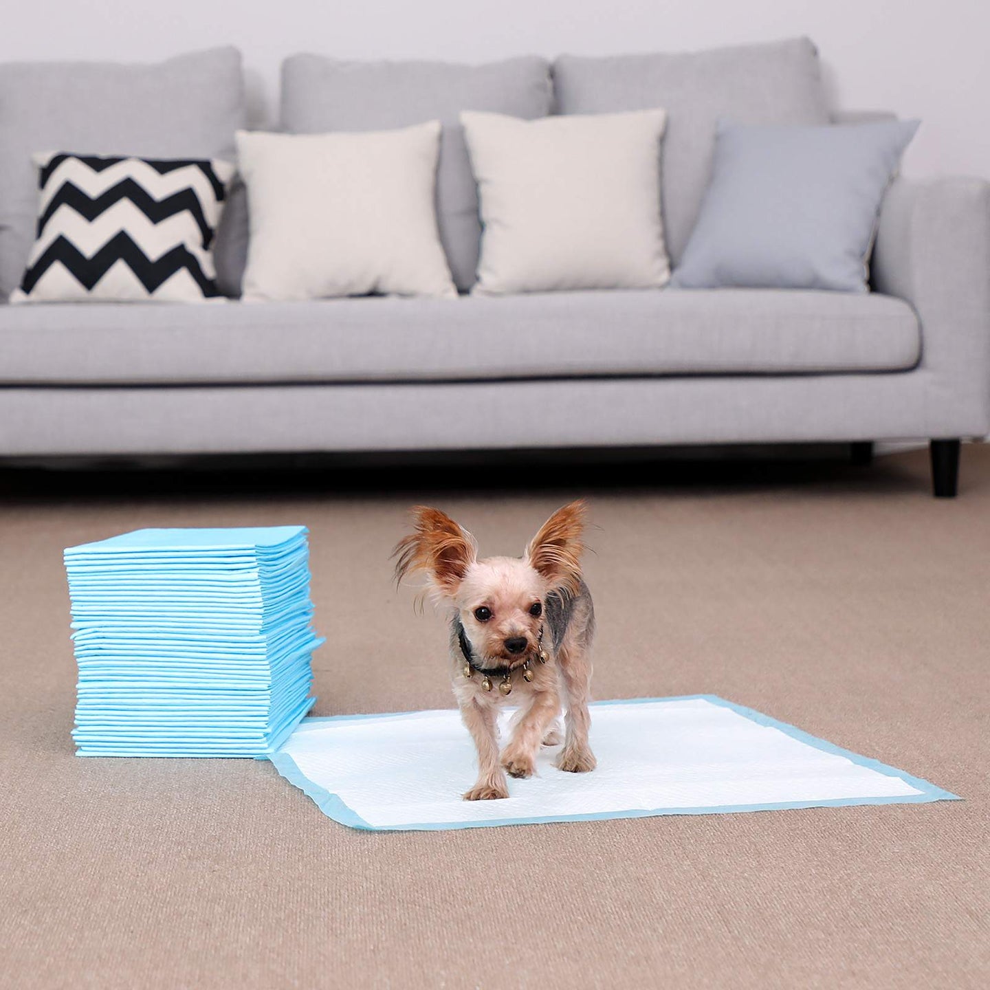 Pet Training Pads - Plastic - Blue - Super-Absorbent