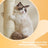 Cat Tree - Engineered Wood - Light Grey - Includes Large Perch and Plush Condos